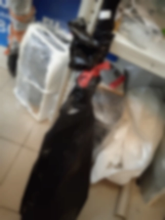 Ремонт садовых триммеров Sangiorgio