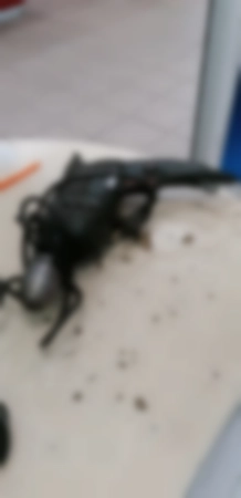 Ремонт дрелей Metabo SBE-650